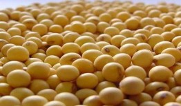 来姨妈密瓜吃吗,“经期女性适宜食用密瓜的养生之道”