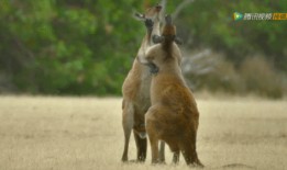 吃瓜疯驴,揭秘娱乐圈背后的疯狂故事