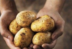 捧瓜带皮吃,尽享捧瓜带皮之乐