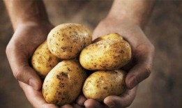 捧瓜带皮吃,尽享捧瓜带皮之乐