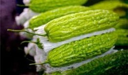 孕妇可以吃瓜尖吗,瓜尖是否适宜食用？