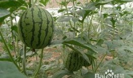 如何正确吃身边的瓜,身边的瓜果正确食用指南