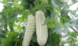 吃十个亿瓜,揭秘吃十个亿瓜的惊人故事