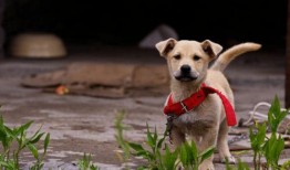 土狗吃白瓜好吗,土狗食用白瓜的适宜性与营养分析
