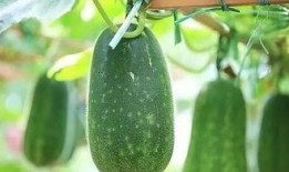 三根吃瓜,揭秘瓜界传奇背后的故事