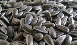 吃瓜嚼瓜子,揭秘吃瓜嚼瓜子的趣味时光