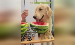 狗不狗吃瓜,揭秘网络热议背后的真相
