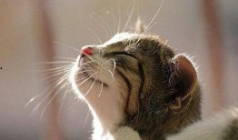 猫吃角瓜上海,上海角瓜的独特魅力