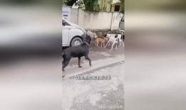 大黑狗吃瓜,大黑狗的瓜田奇遇记