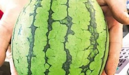 近期青岛吃瓜,近期热点事件大盘点