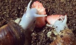 吃蜗瓜的好处,揭秘吃蜗瓜的五大益处