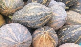 瓜能蒸熟吃吗,能否蒸熟食用探索