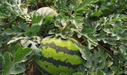 老王头吃瓜,揭秘民间趣事背后的真实故事