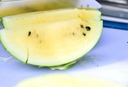 香港脱单吃瓜,吃瓜群众教你轻松脱单