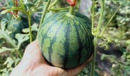 希卡利吃瓜,揭秘娱乐圈的幕后故事