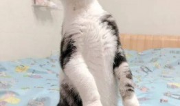 带你吃瓜神奇猫咪,揭秘宠物界的趣味生活