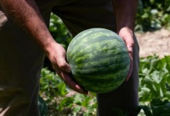 在网上吃瓜的人,揭秘虚拟世界中的围观文化