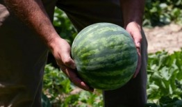 在网上吃瓜的人,揭秘虚拟世界中的围观文化