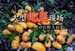 山野泡泡吃瓜,揭秘娱乐圈那些不为人知的秘密