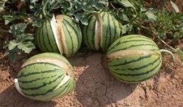 在沙漠边吃的瓜叫沙漠瓜,沙漠边缘的独特美味