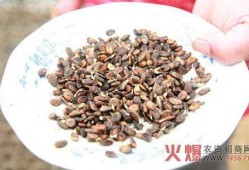 吃脆瓜不吐籽,籽香回味——尽享无籽脆瓜美味之旅