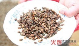 吃脆瓜不吐籽,籽香回味——尽享无籽脆瓜美味之旅