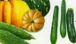 挑战吃杨桃瓜的游戏,揭秘杨桃瓜的独特风味之旅