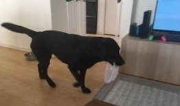 大黑狗吃瓜,大黑狗的瓜田奇遇记