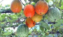 吃吊瓜是什么姿势,品味独特，解锁最佳食用姿势