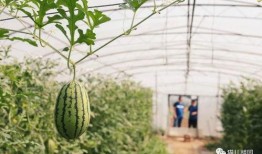 斯京吃瓜,揭秘都市生活背后的八卦风云