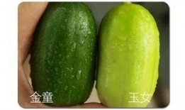 玉女瓜如何吃,解锁美味新体验