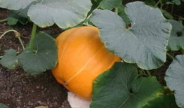 吃伟手瓜好处,揭秘吃西瓜的五大益处”