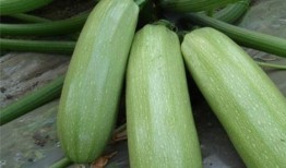 瓜吃的什么功效,揭秘不同瓜类带来的神奇功效