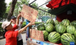 梦到树上摘瓜吃瓜果,树上摘瓜，瓜果飘香之谜