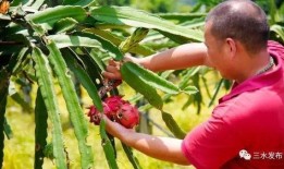 梦到树上摘瓜吃瓜果,树上摘瓜，瓜果飘香之谜