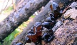 流产后吃黑瓜,助康复养生的天然选择