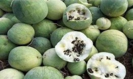 沙漠直播吃瓜,直播中的瓜果盛宴