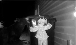 吃瓜女尸,一场离奇命案的真相追踪