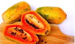 带你吃瓜宿舍植物,带你领略“吃瓜”植物的独特魅力