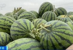 福华世家吃瓜视频,揭秘家族秘闻，笑料连连