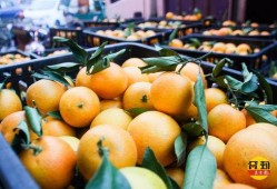 云顶新耀吃瓜,揭秘娱乐圈的“吃瓜”风云