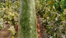 吃瓜吐槽园,揭秘娱乐圈背后的那些事儿