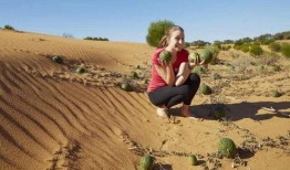 最新大漠瓜客吃瓜视频,揭秘瓜界风云，笑料百出！