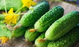 小瓜吃骨头,小瓜啃骨头的欢乐时光