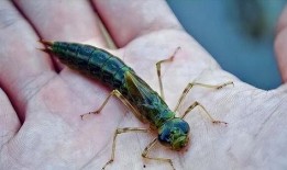 大蚊子吃瓜,揭秘夏日消暑新潮流