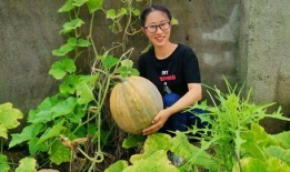 所有的瓜都是怎么吃,探索各式瓜果的独特食用方式