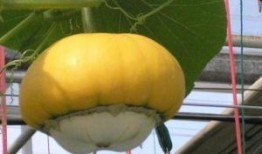 香炉瓜怎么吃图片,从传统到创新的美味探索