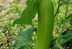 瓠子瓜怎么吃才好,解锁美味新境界