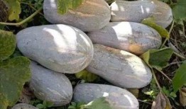 来姨妈密瓜吃吗,“经期女性适宜食用密瓜的养生之道”