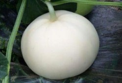 刚怀孕可以吃梨瓜,梨瓜助力母婴健康